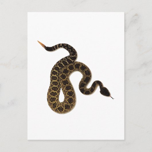 毒咬傷 ポストカード (正面)