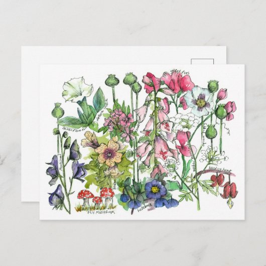 毒性植物ハーブ水の色の花スケッチ ポストカード (正面/裏面)