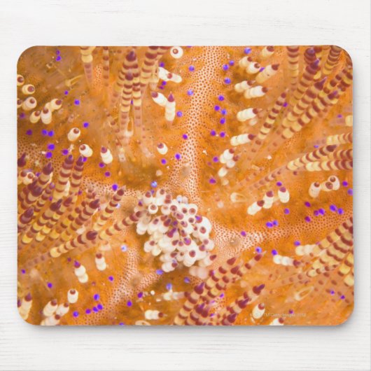 毒性火ウニ（喘息の相馬変種） マウスパッド (正面)