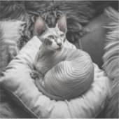 毛のないスフィンクス猫 シール (正面)