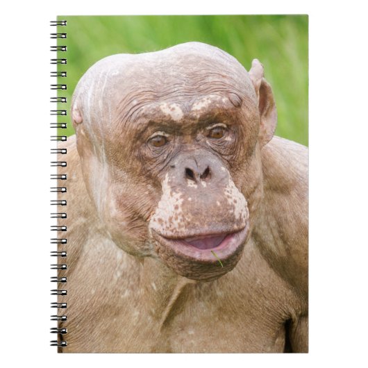 毛のないチンパンジー ノートブック (正面)