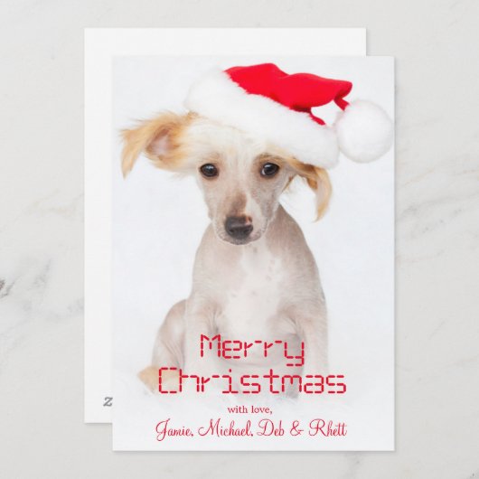 毛のない中国語によって頂点に達される犬 シーズンカード (正面/裏面)