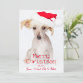 毛のない中国語によって頂点に達される犬 シーズンカード (スタンド正面)