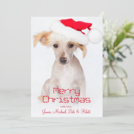 毛のない中国語によって頂点に達される犬 シーズンカード (スタンド正面)