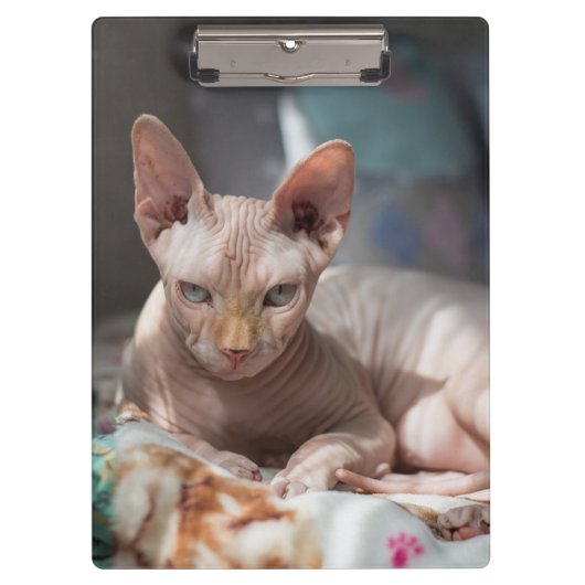 毛のない可愛い猫 クリップボード (正面)