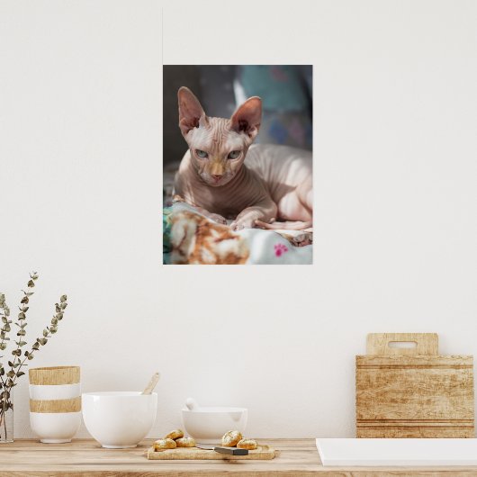 毛のない可愛い猫 ポスター (キッチン)