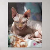 毛のない可愛い猫 ポスター (正面)