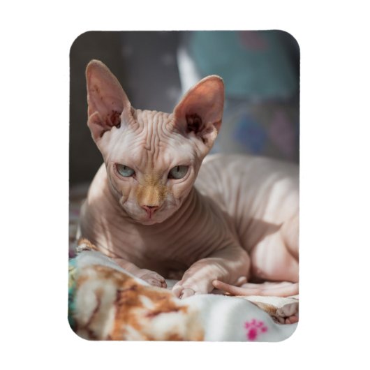 毛のない可愛い猫 マグネット (縦)