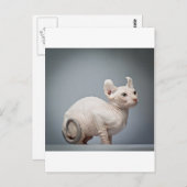 毛のない猫 ポストカード (正面/裏面)