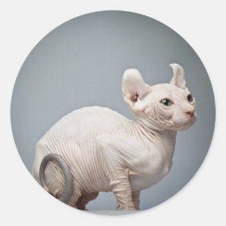 毛のない猫 ラウンドシール