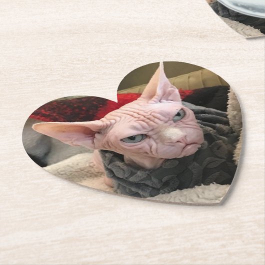 毛のない猫-不要品のギフト ペーパーコースター (アングル)