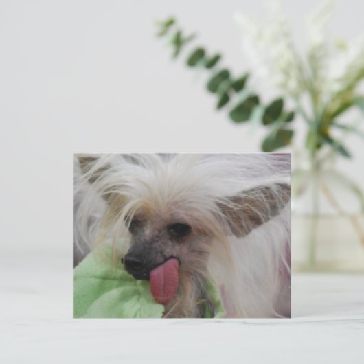 毛のな中国のい犬用はがき ポストカード (スタンド正面)