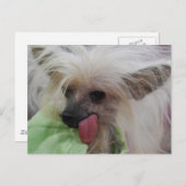 毛のな中国のい犬用はがき ポストカード (正面/裏面)