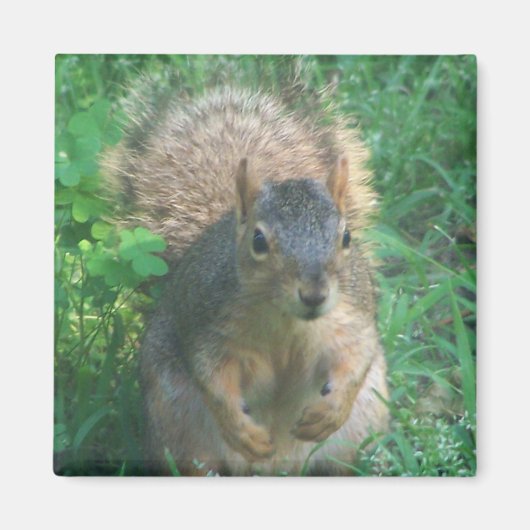 毛の生えた尾の磁石 マグネット (正面)