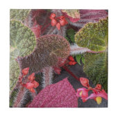 毛カラフル毛ベゴニアフローラ タイル (正面)