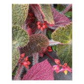 毛カラフル毛ベゴニアフローラ フォトプリント (正面)