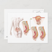 毛包嚢胞の医学的去勢 ポストカード (正面/裏面)