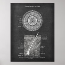 毛包解剖アート