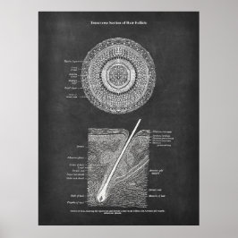 毛包解剖アート ポスター