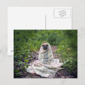 毛布でパグ ポストカード (正面/裏面)