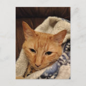 毛布にくるまったかわいい眠たいジンジャー子猫 ポストカード (正面)