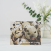 毛布に入った豚 ポストカード (スタンド正面)