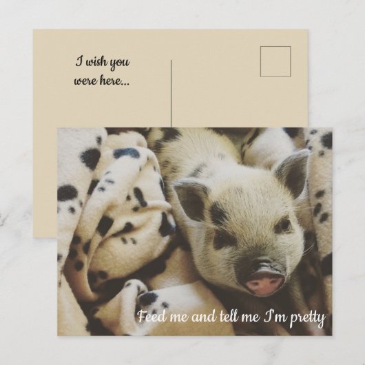 毛布に入った豚 ポストカード (正面/裏面)