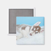 毛布に小さなかすぼらしい子犬が寝そべる マグネット (正面/裏面)