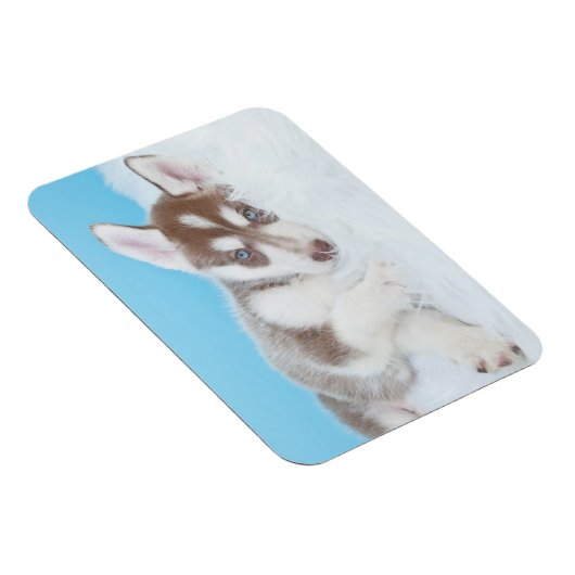 毛布に小さなかすぼらしい子犬が寝そべる マグネット (右側)