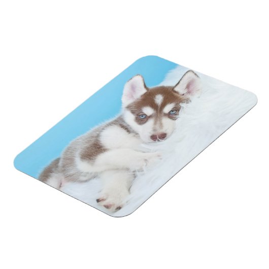 毛布に小さなかすぼらしい子犬が寝そべる マグネット (左側)