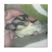 毛布に眠る砂糖滑空機 タイル (正面)