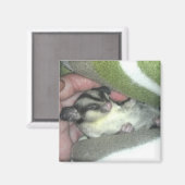 毛布に眠る砂糖滑空機 マグネット (正面/裏面)