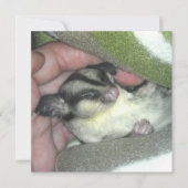 毛布に眠る砂糖滑空機 招待状 (正面)