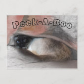 毛布の下で子猫恋しく思を見てみたまえ ポストカード (正面)