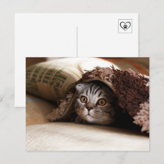 毛布の下にかくれるかわいい猫 ポストカード