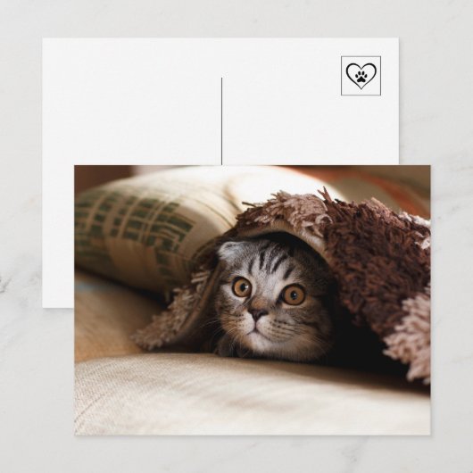 毛布の下にかくれるかわいい猫 ポストカード (正面/裏面)