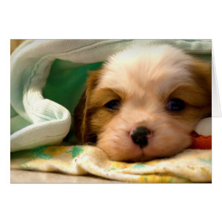 毛布の下のBlenheimの子犬