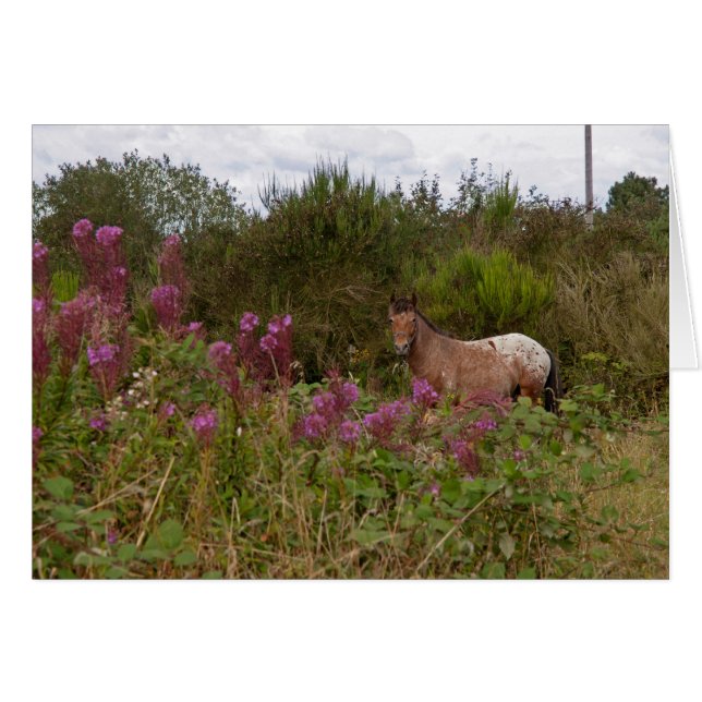 毛布の斑点のあるポニー (正面横)