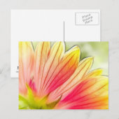 毛布の花の花びらクローズアップ ポストカード (正面/裏面)