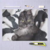 毛布子猫ティッシュペーパー 薄葉紙 (クラフト)