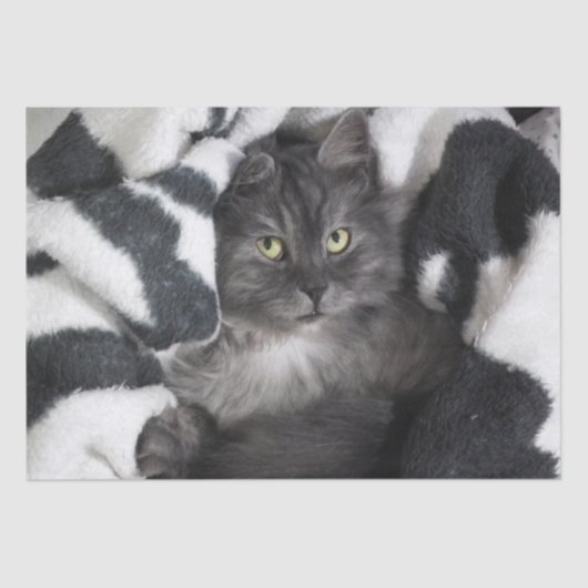 毛布子猫ティッシュペーパー 薄葉紙 (正面)