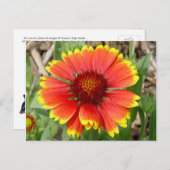 毛布花はがき ポストカード (正面/裏面)