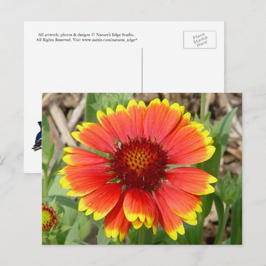 毛布花はがき ポストカード (正面/裏面)