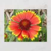 毛布花はがき ポストカード (正面)