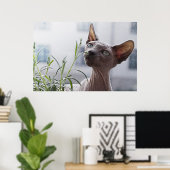 毛抜きスフィンクス猫 ポスター (ホームオフィス)