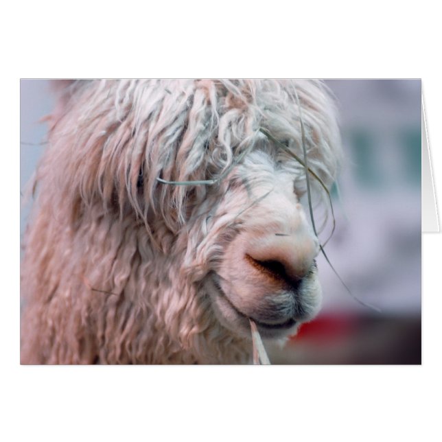 毛深いアルパカ (正面横)