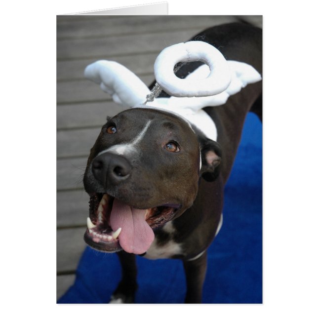 毛皮で覆われた天使 (正面)