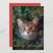 毛皮と明るいエレガントペット猫のフォトカード シーズンカード (正面/裏面)