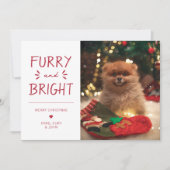 毛皮と明るいペットの写真クリスマスホリデーレッド シーズンカード (正面)