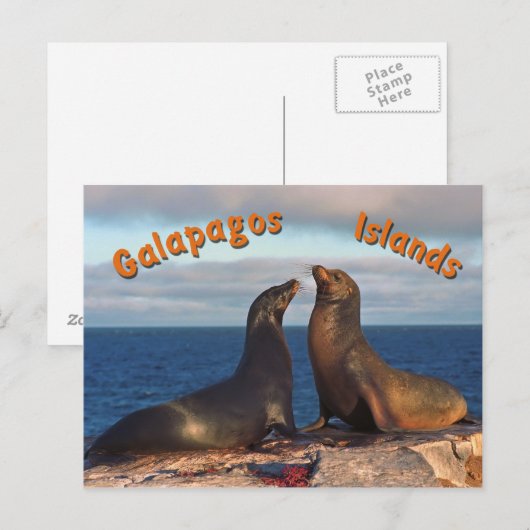 毛皮シール ポストカード (正面/裏面)